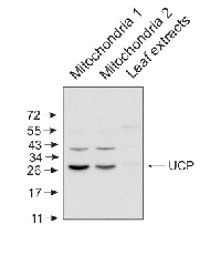 UCP | Uncoupling protein in the group Antibodies Plant/Algal / Mitochondria | Respiration at Agrisera AB (Antibodies for research) (AS12 1850)